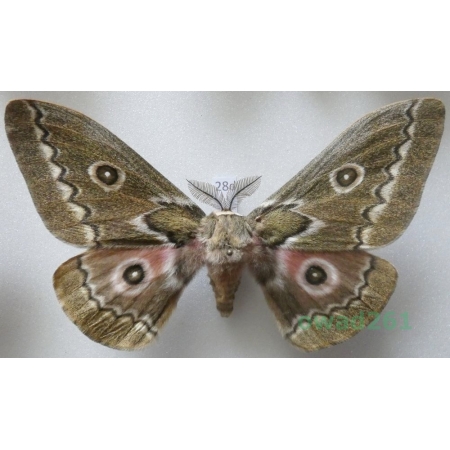 Gonimbrasia tyrrhea (Cramer, 1775) male ex. ovo South Africa 104mm28d